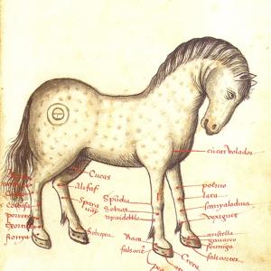 4. Malalties de les extremitats del cavall. Manuel Díez, 'Llibre de la menescalia'. Barcelona, Biblioteca de Catalunya, ms. 1661, f. 7r. (1502).